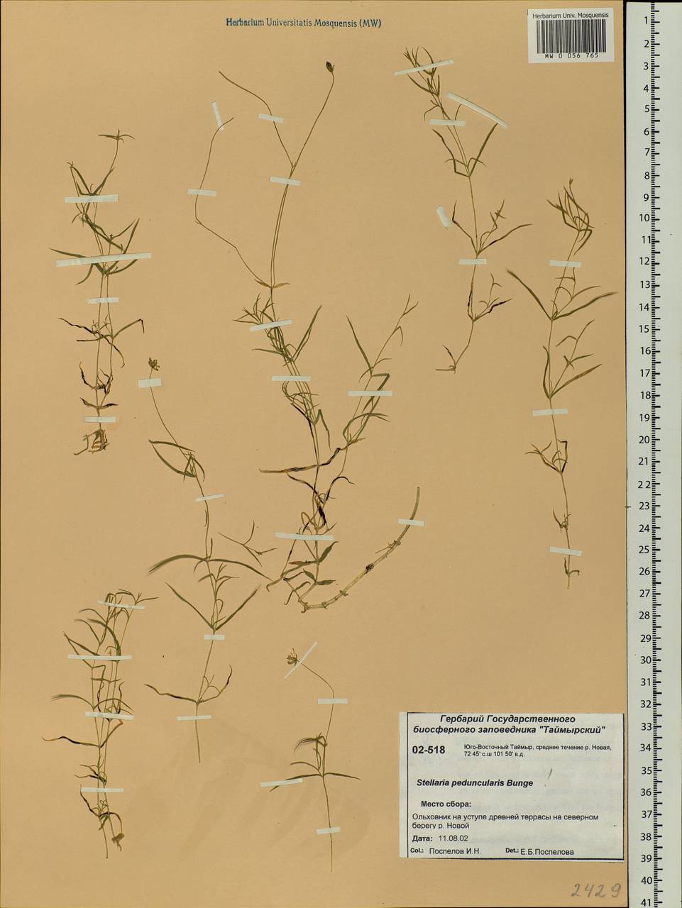 Stellaria peduncularis Bunge, Siberia, Central Siberia (S3) (Russia)