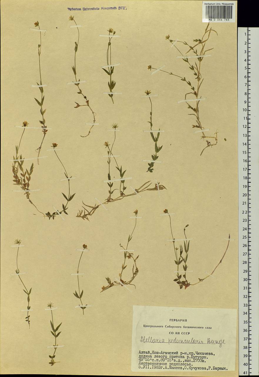 Stellaria peduncularis Bunge, Siberia, Altai & Sayany Mountains (S2) (Russia)