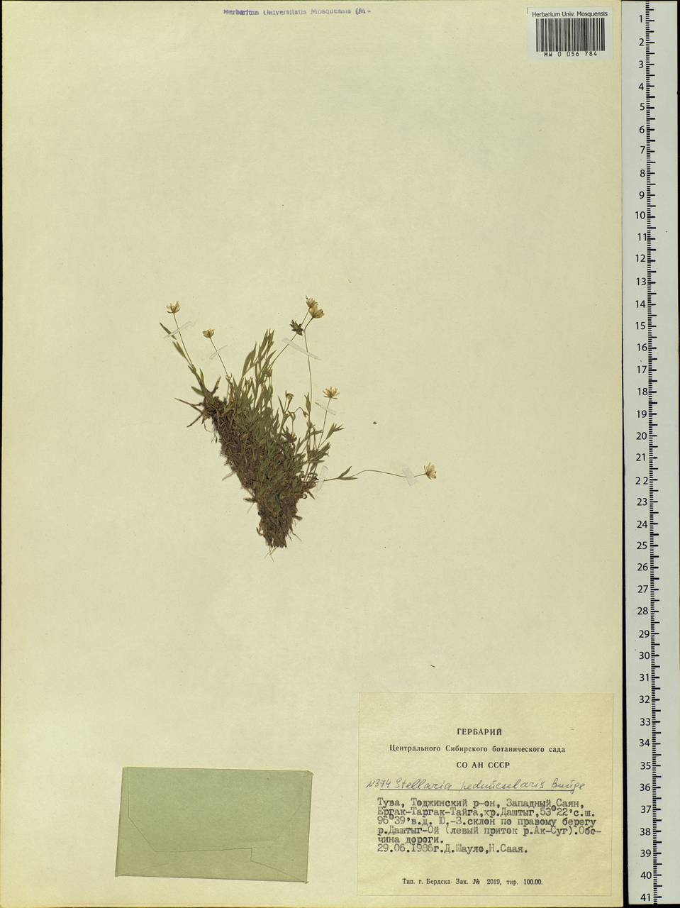 Stellaria peduncularis Bunge, Siberia, Altai & Sayany Mountains (S2) (Russia)