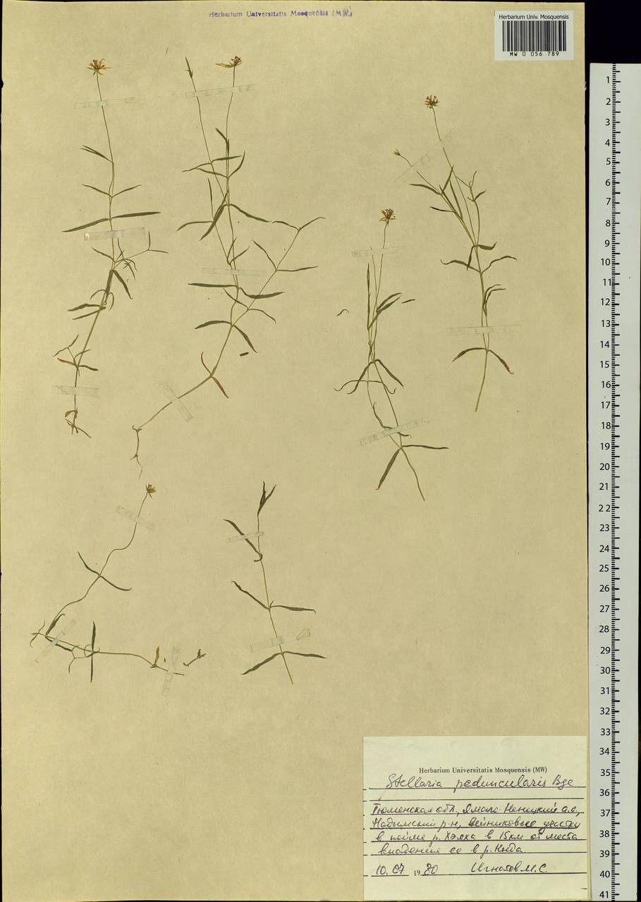 Stellaria peduncularis Bunge, Siberia, Western Siberia (S1) (Russia)