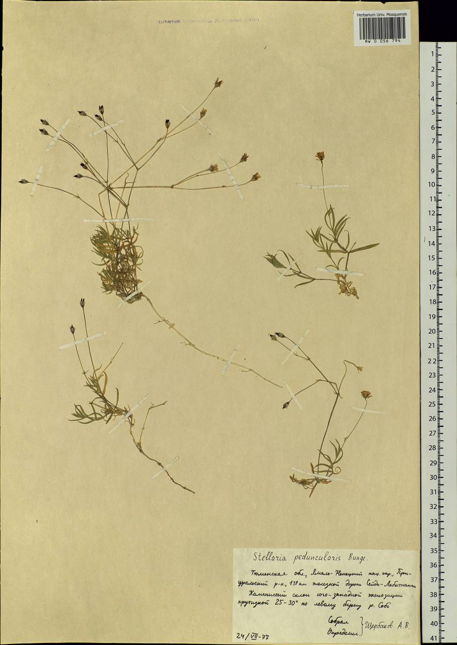 Stellaria peduncularis Bunge, Siberia, Western Siberia (S1) (Russia)