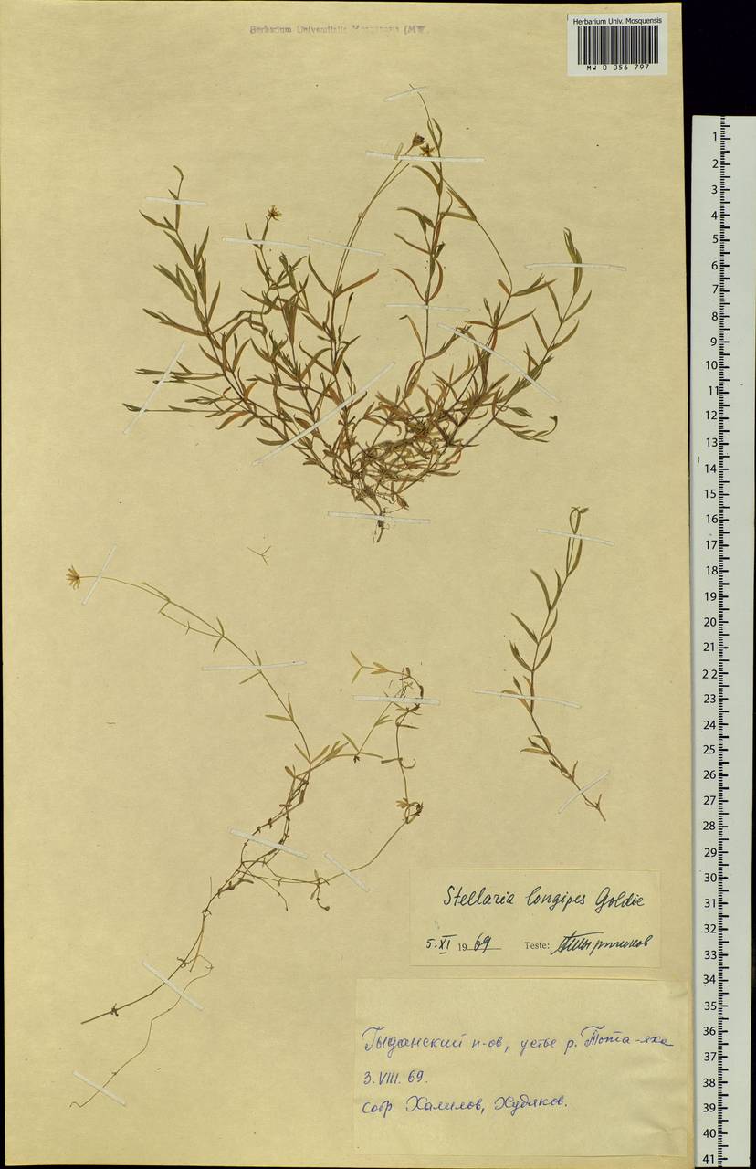 Stellaria peduncularis Bunge, Siberia, Western Siberia (S1) (Russia)