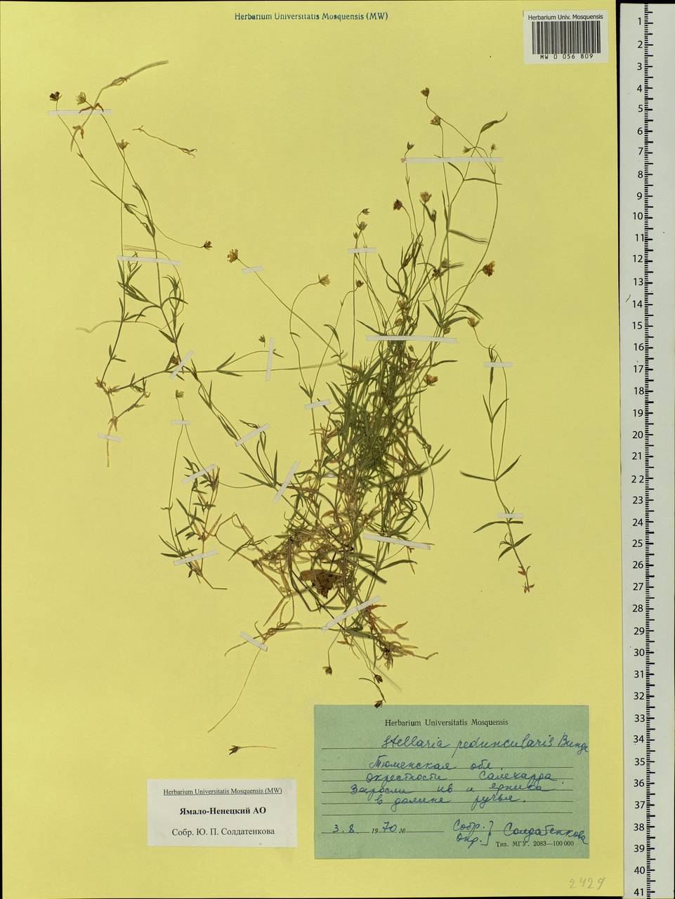 Stellaria peduncularis Bunge, Siberia, Western Siberia (S1) (Russia)