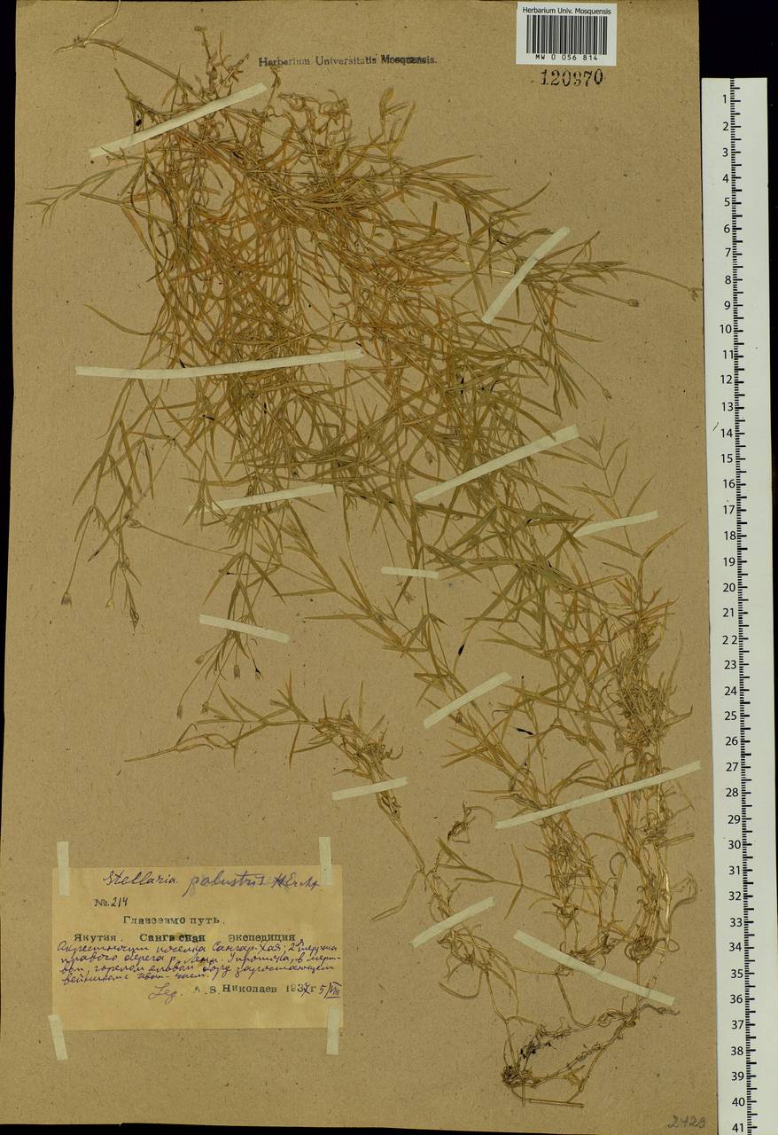 Stellaria palustris Ehrh. ex Retz., Siberia, Yakutia (S5) (Russia)