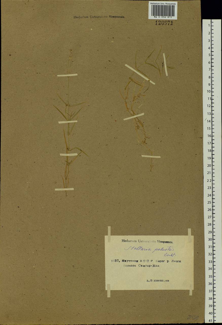 Stellaria palustris (Murray ex Ehrh.) Hoffm., Siberia, Yakutia (S5) (Russia)
