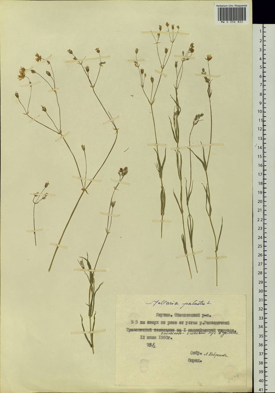 Stellaria palustris Ehrh. ex Retz., Siberia, Yakutia (S5) (Russia)