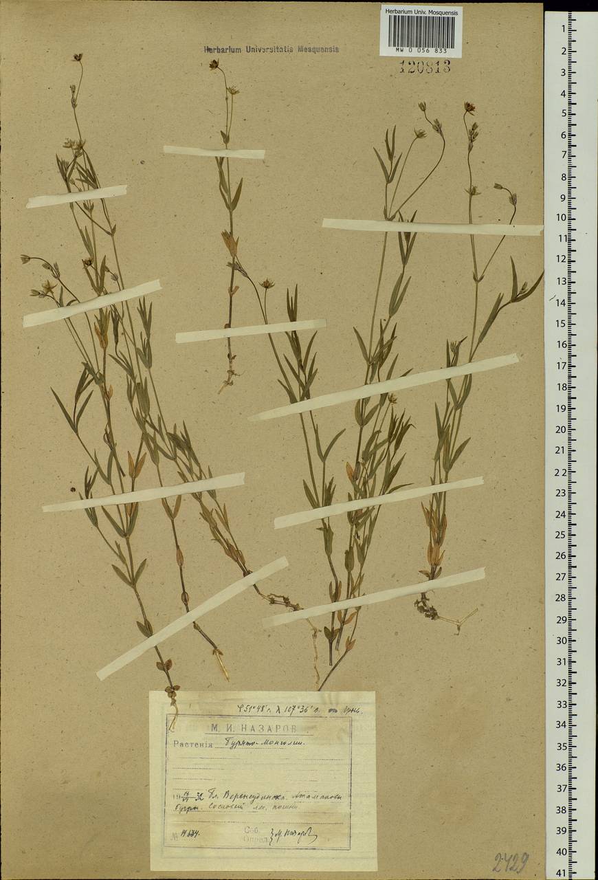 Stellaria palustris Ehrh. ex Retz., Siberia, Baikal & Transbaikal region (S4) (Russia)