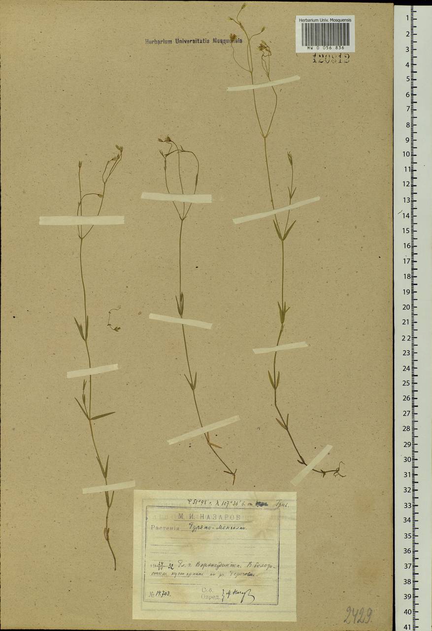 Stellaria palustris Ehrh. ex Retz., Siberia, Baikal & Transbaikal region (S4) (Russia)