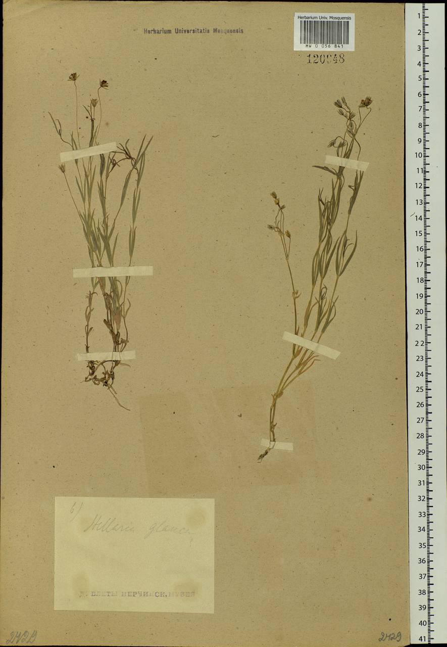 Stellaria palustris (Murray ex Ehrh.) Hoffm., Siberia, Baikal & Transbaikal region (S4) (Russia)