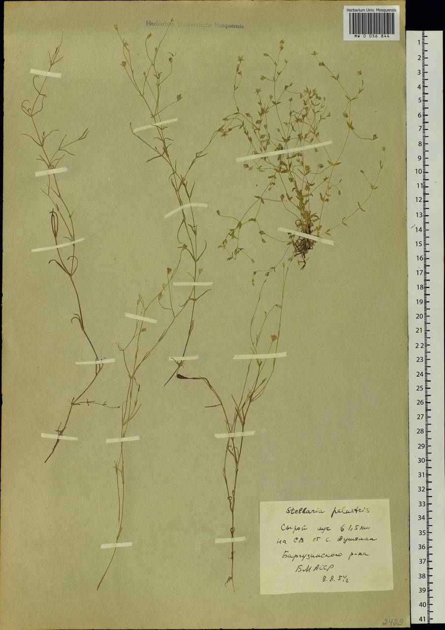 Stellaria palustris (Murray ex Ehrh.) Hoffm., Siberia, Baikal & Transbaikal region (S4) (Russia)