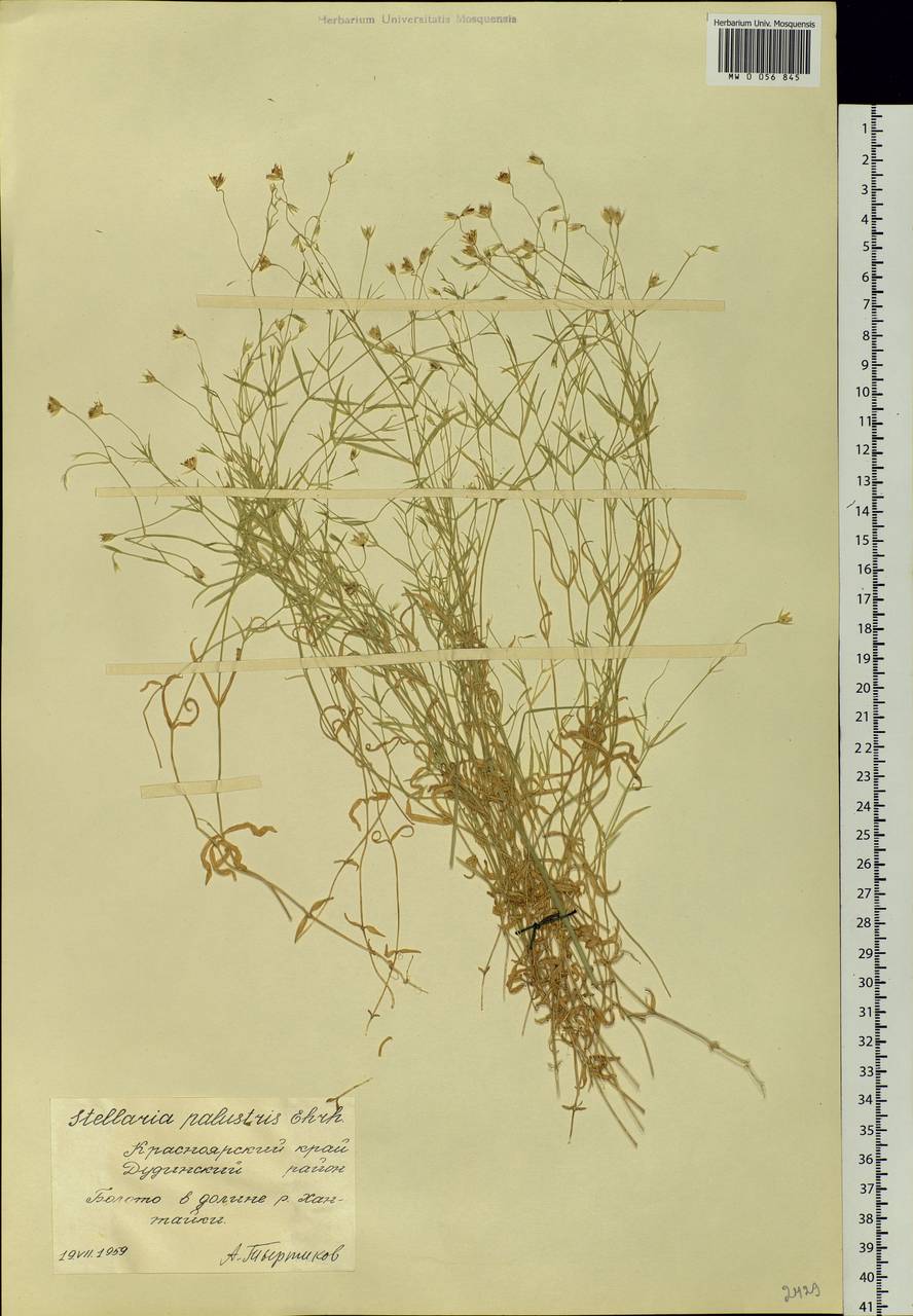 Stellaria palustris Ehrh. ex Retz., Siberia, Central Siberia (S3) (Russia)