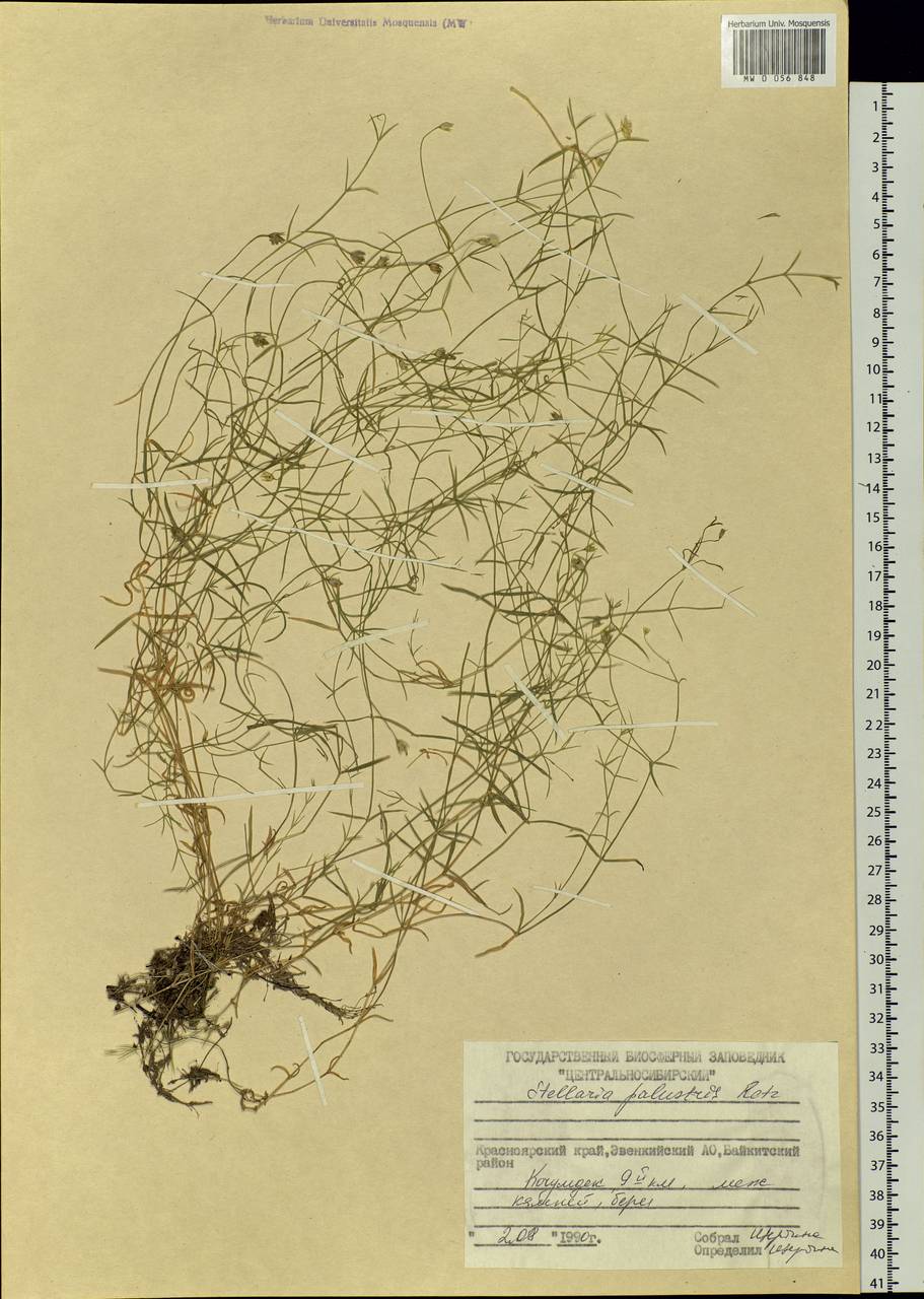 Stellaria palustris Ehrh. ex Retz., Siberia, Central Siberia (S3) (Russia)