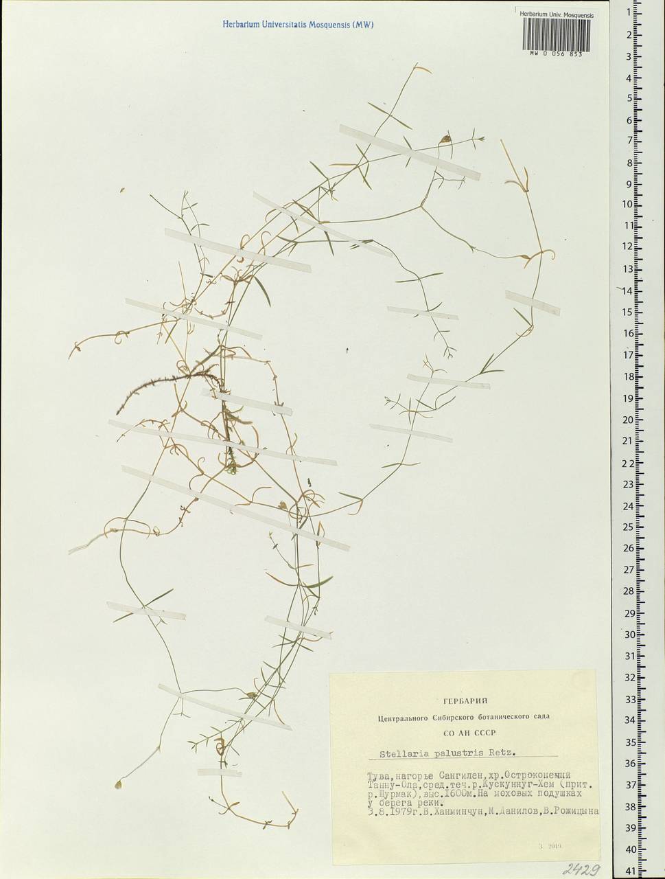 Stellaria palustris Ehrh. ex Retz., Siberia, Altai & Sayany Mountains (S2) (Russia)