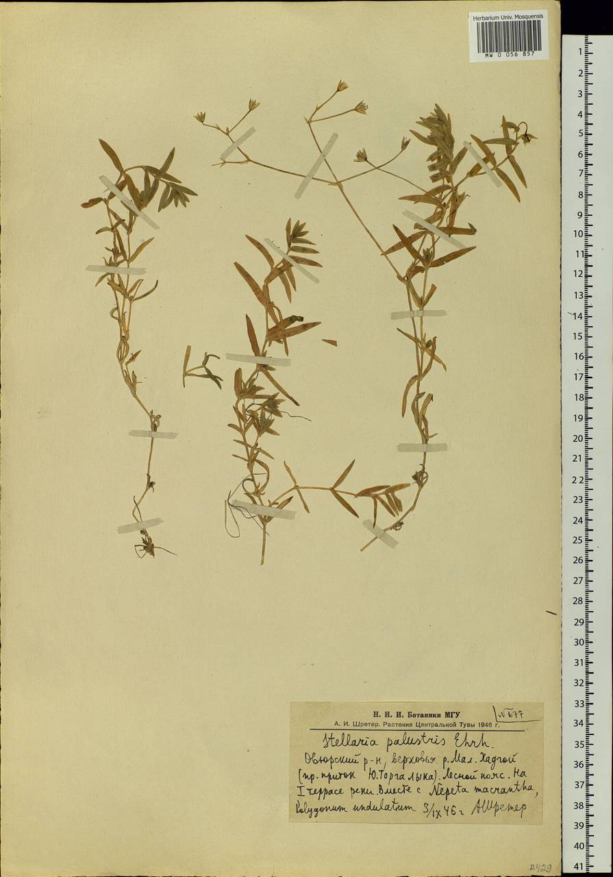 Stellaria palustris Ehrh. ex Retz., Siberia, Altai & Sayany Mountains (S2) (Russia)