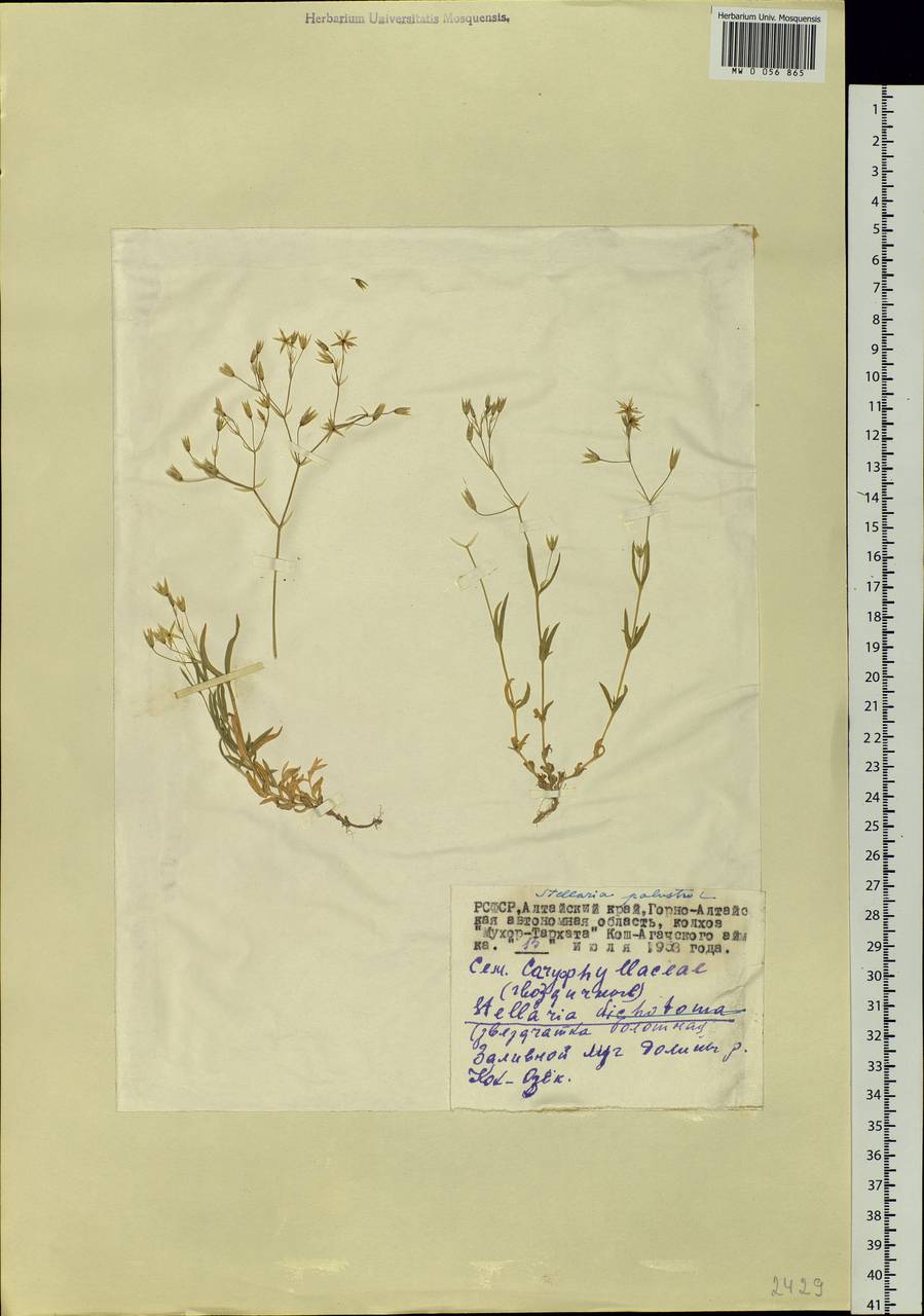 Stellaria palustris (Murray ex Ehrh.) Hoffm., Siberia, Altai & Sayany Mountains (S2) (Russia)