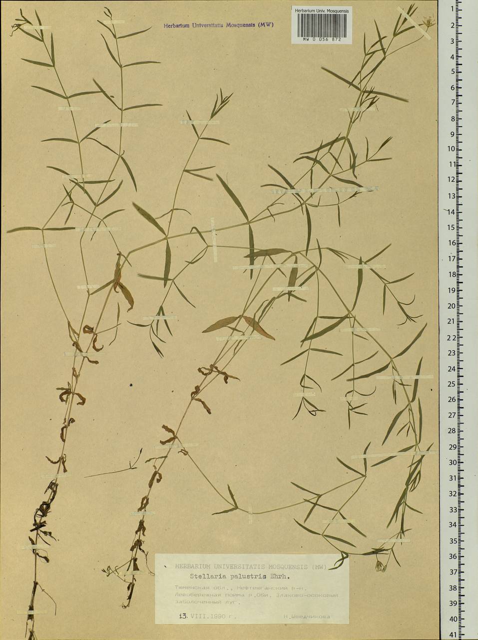 Stellaria palustris Ehrh. ex Retz., Siberia, Western Siberia (S1) (Russia)