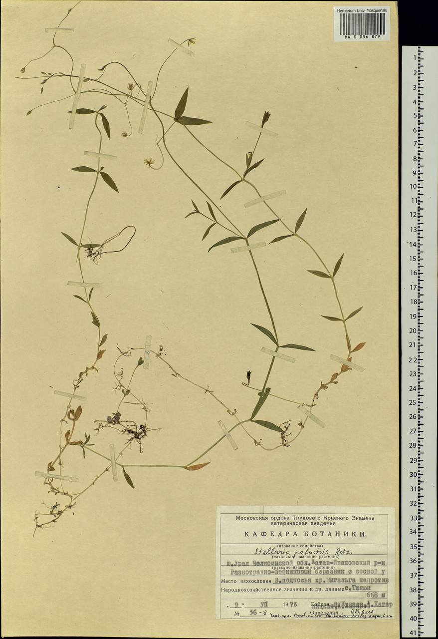 Stellaria palustris Ehrh. ex Retz., Eastern Europe, Eastern region (E10) (Russia)