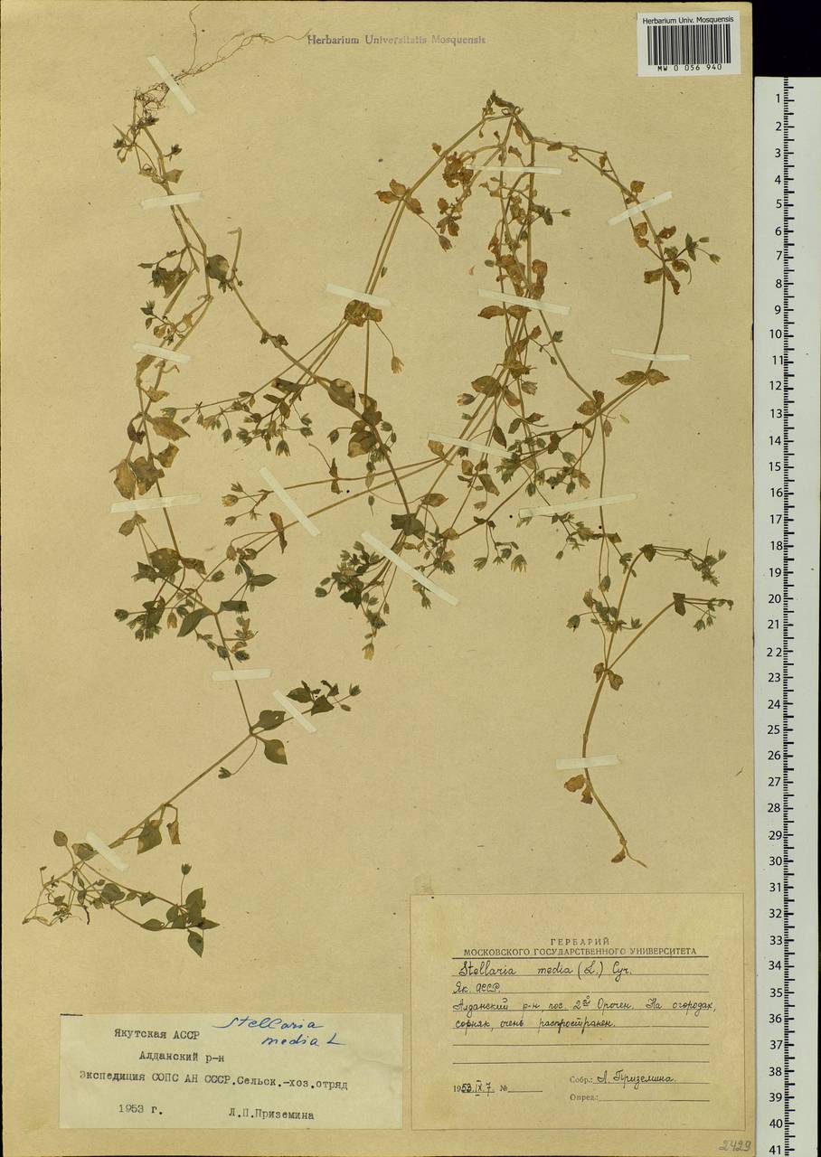 Stellaria media (L.) Vill., Siberia, Yakutia (S5) (Russia)