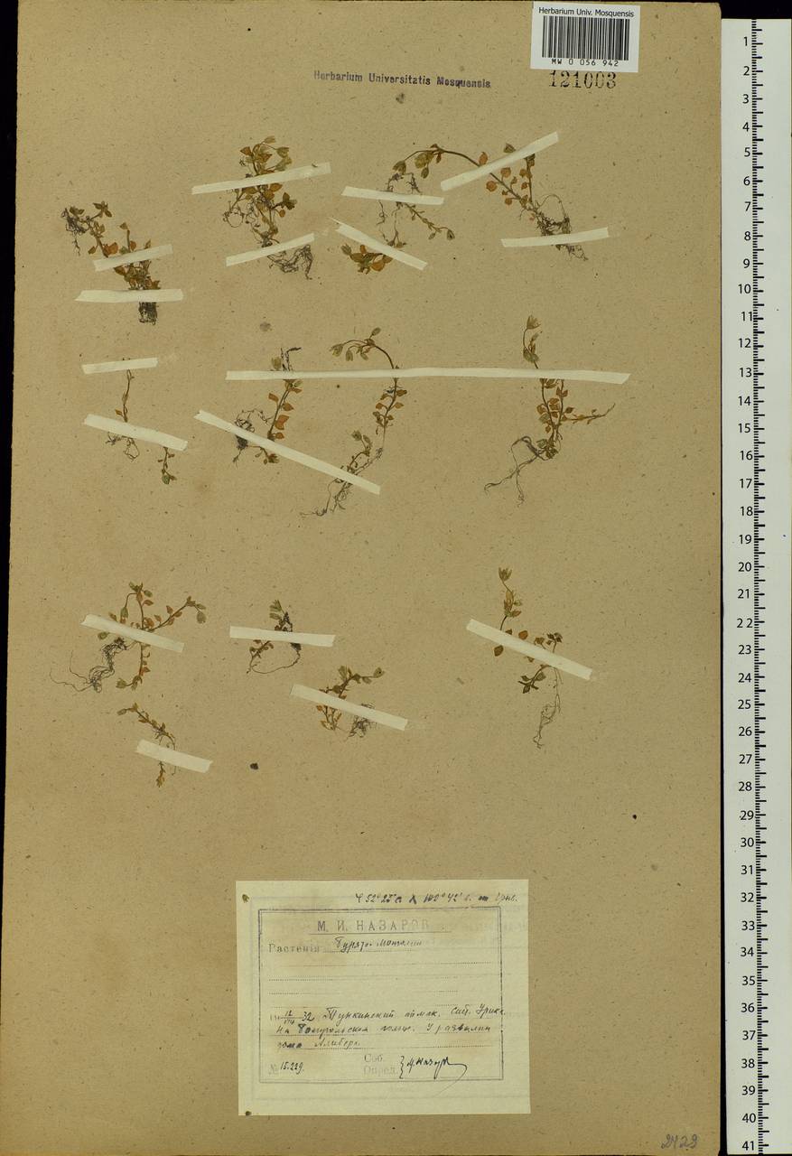 Stellaria media (L.) Vill., Siberia, Baikal & Transbaikal region (S4) (Russia)