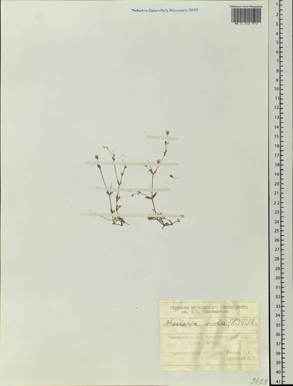 Stellaria media (L.) Vill., Siberia, Western Siberia (S1) (Russia)