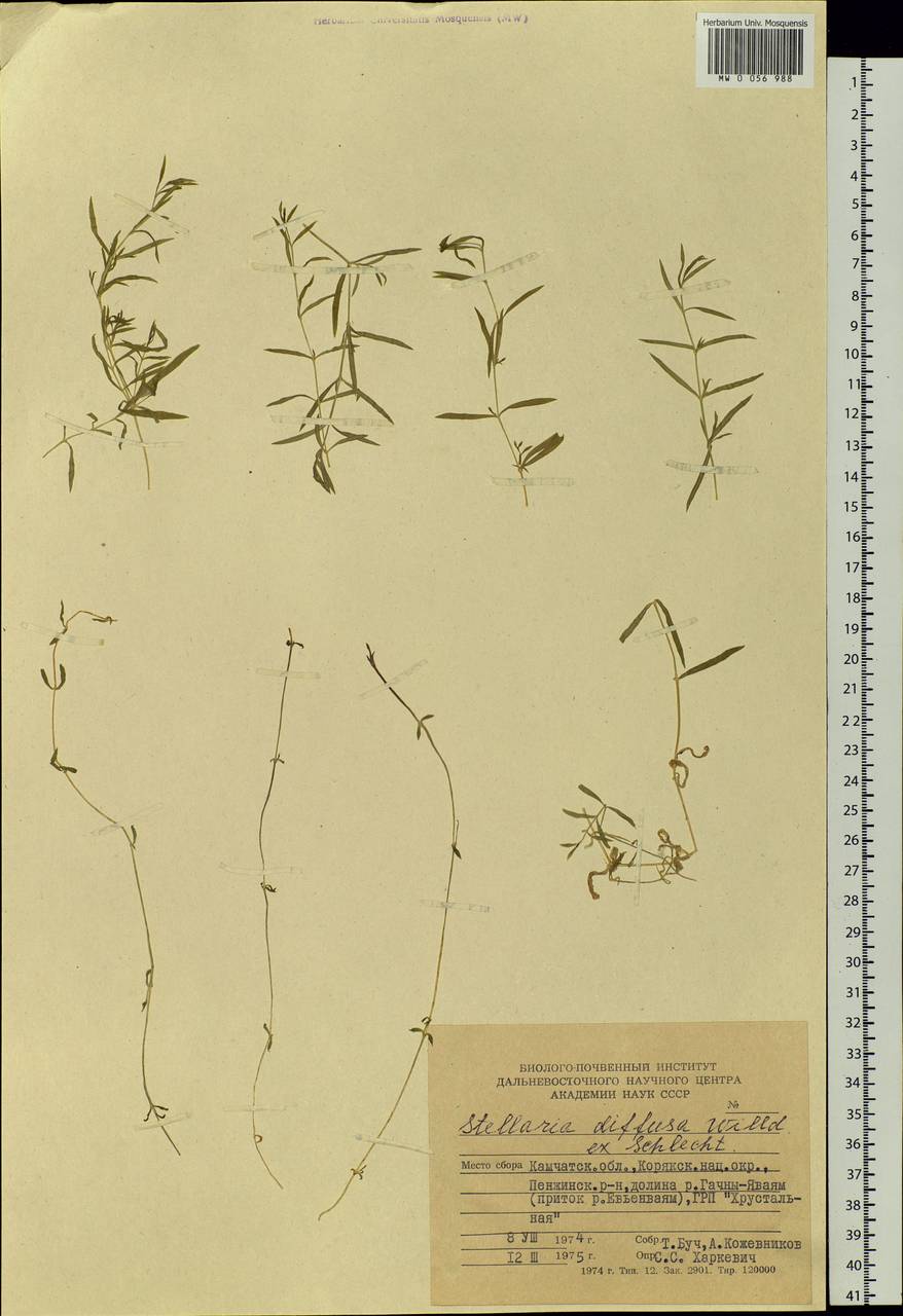 Stellaria longifolia (Regel) Muhl. ex Willd., Siberia, Chukotka & Kamchatka (S7) (Russia)
