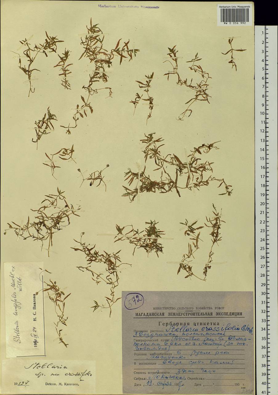 Stellaria longifolia (Regel) Muhl. ex Willd., Siberia, Chukotka & Kamchatka (S7) (Russia)