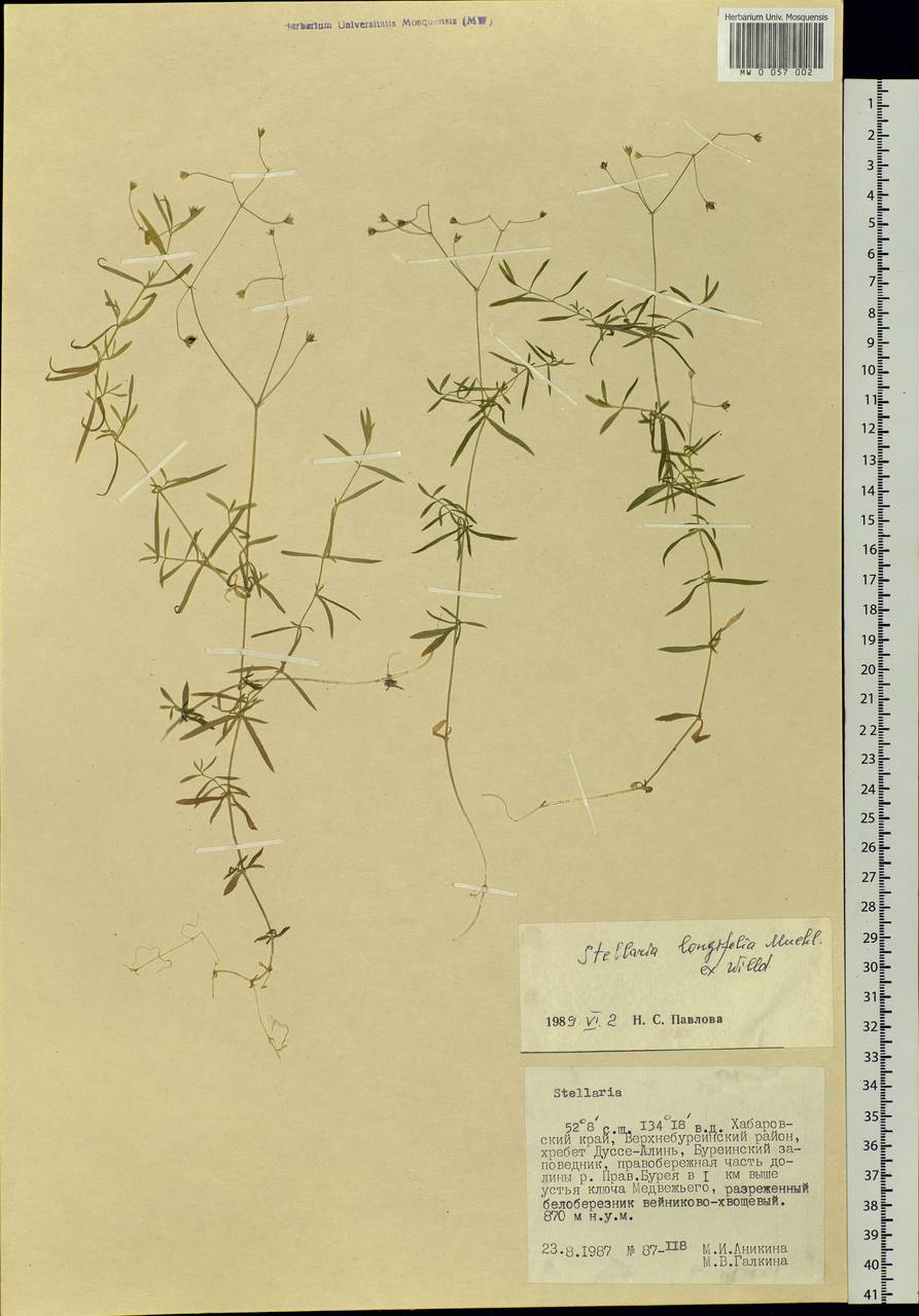 Stellaria longifolia (Regel) Muhl. ex Willd., Siberia, Russian Far East (S6) (Russia)