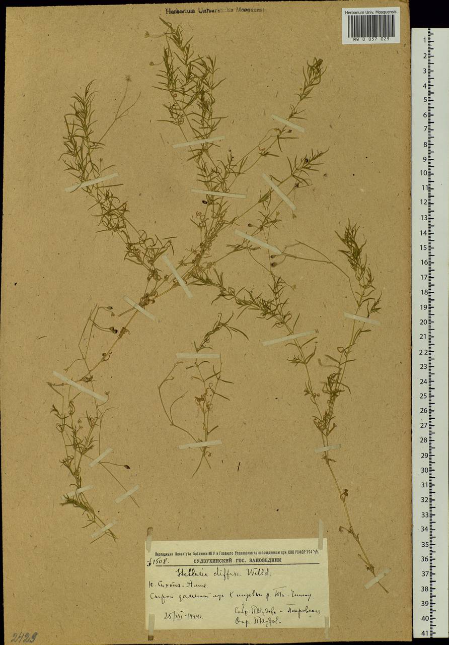 Stellaria longifolia (Regel) Muhl. ex Willd., Siberia, Russian Far East (S6) (Russia)