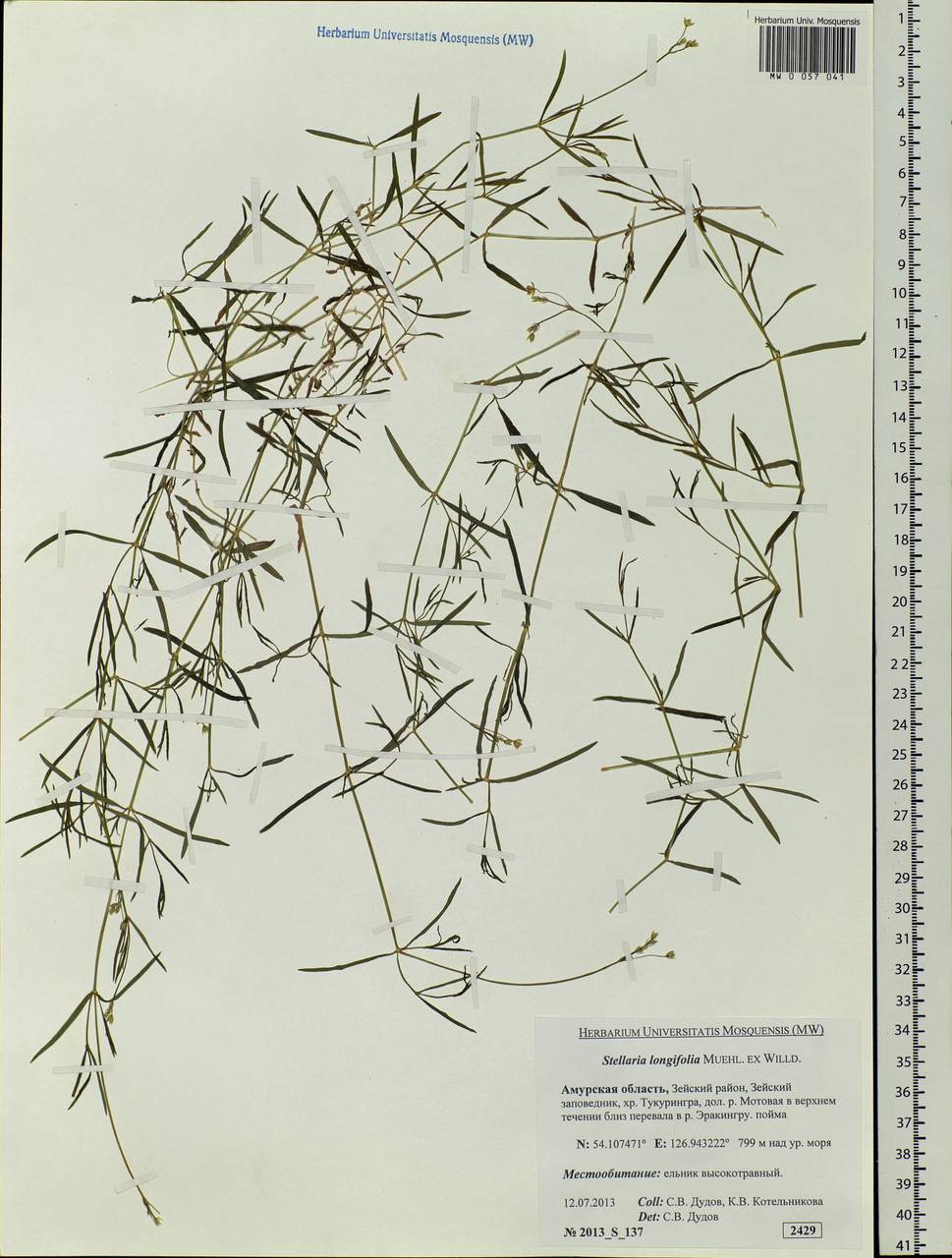 Stellaria longifolia (Regel) Muhl. ex Willd., Siberia, Russian Far East (S6) (Russia)