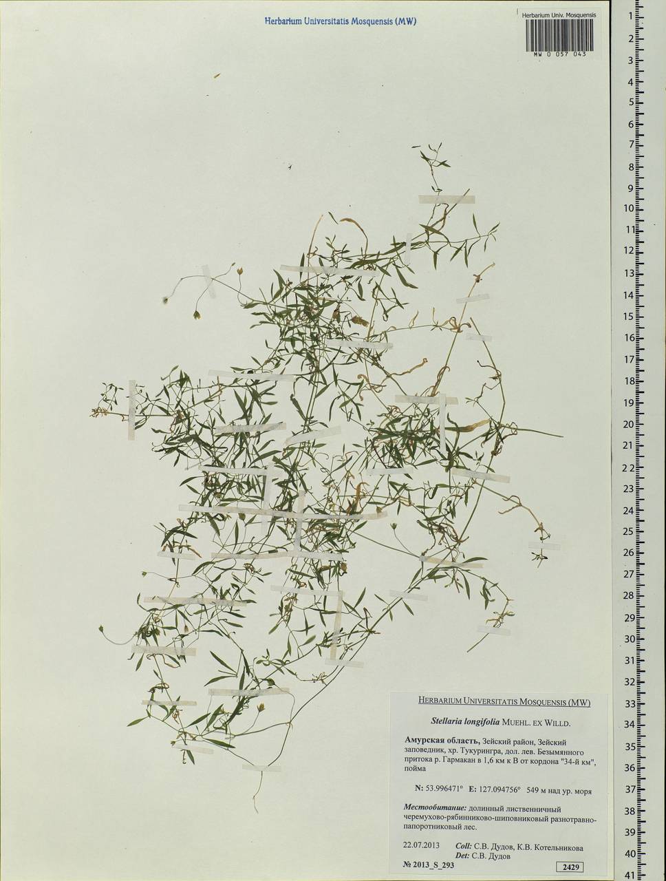 Stellaria longifolia (Regel) Muhl. ex Willd., Siberia, Russian Far East (S6) (Russia)