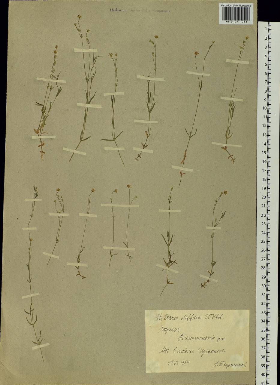 Stellaria longifolia (Regel) Muhl. ex Willd., Siberia, Yakutia (S5) (Russia)