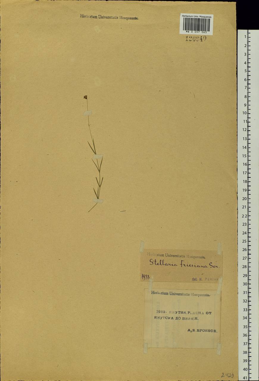 Stellaria longifolia (Regel) Muhl. ex Willd., Siberia, Yakutia (S5) (Russia)