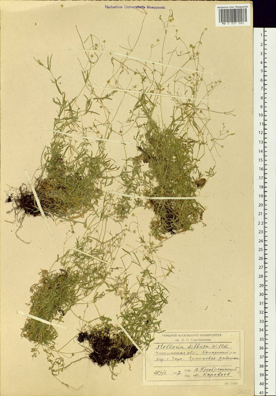 Stellaria longifolia (Regel) Muhl. ex Willd., Siberia, Baikal & Transbaikal region (S4) (Russia)