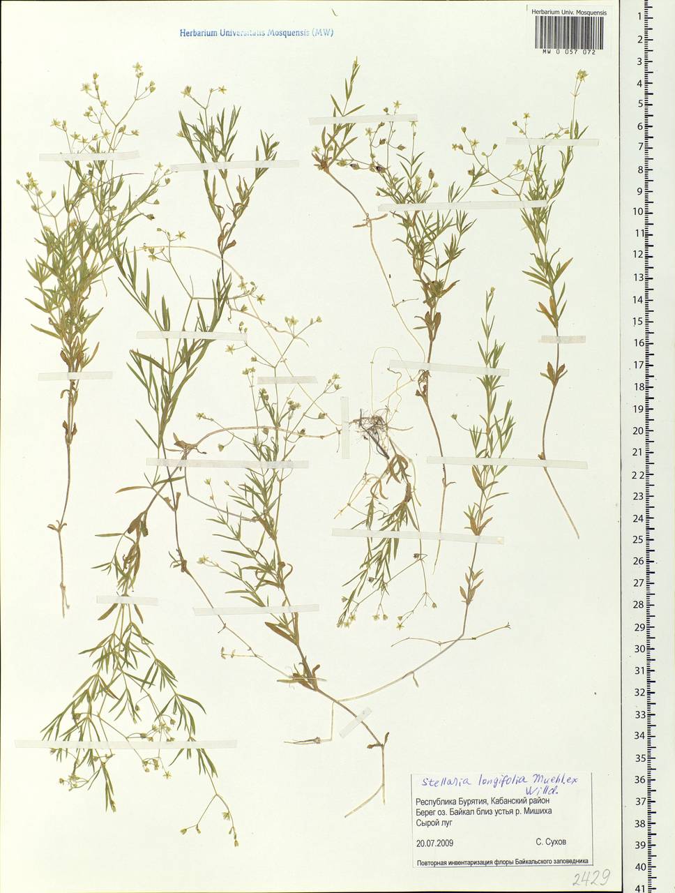 Stellaria longifolia (Regel) Muhl. ex Willd., Siberia, Baikal & Transbaikal region (S4) (Russia)