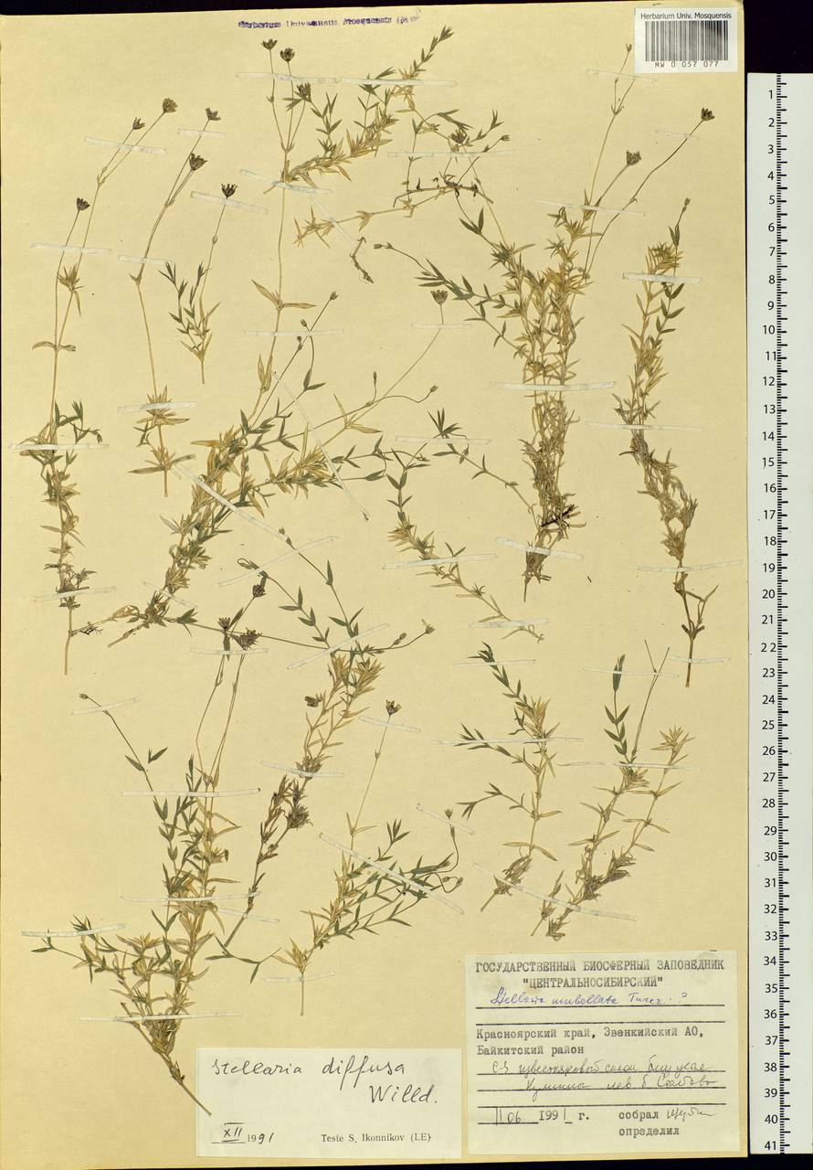 Stellaria longifolia (Regel) Muhl. ex Willd., Siberia, Central Siberia (S3) (Russia)