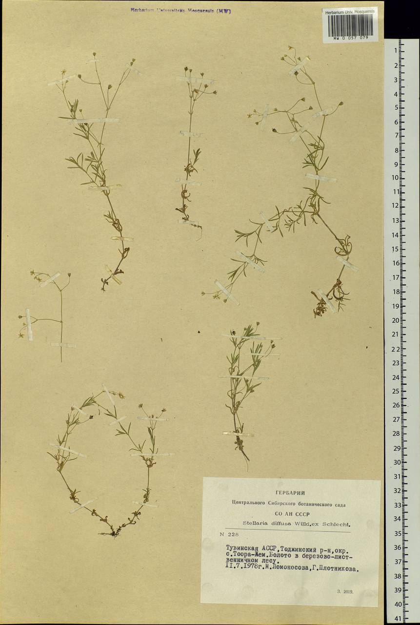 Stellaria longifolia (Regel) Muhl. ex Willd., Siberia, Altai & Sayany Mountains (S2) (Russia)