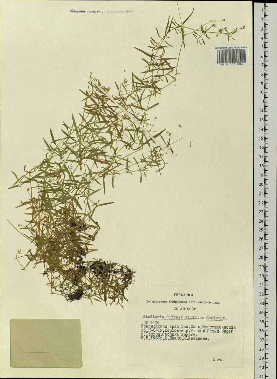 Stellaria longifolia (Regel) Muhl. ex Willd., Siberia, Altai & Sayany Mountains (S2) (Russia)