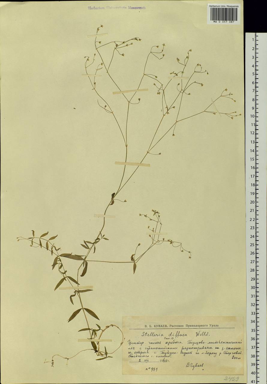 Stellaria longifolia (Regel) Muhl. ex Willd., Eastern Europe, Northern region (E1) (Russia)