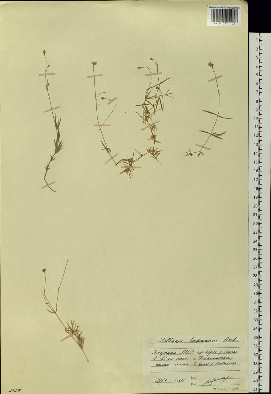 Stellaria longipes subsp. longipes, Siberia, Yakutia (S5) (Russia)