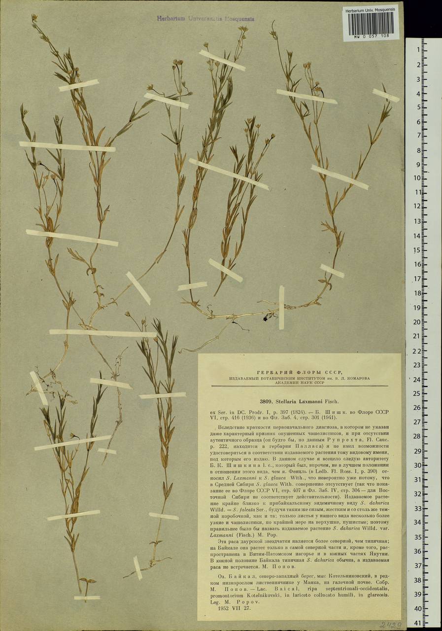 Stellaria longipes subsp. longipes, Siberia, Baikal & Transbaikal region (S4) (Russia)