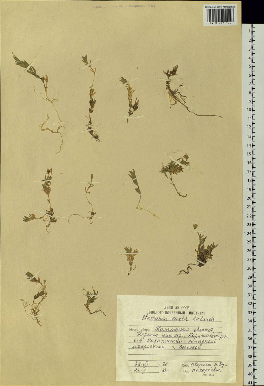 Stellaria laeta Richardson, Siberia, Chukotka & Kamchatka (S7) (Russia)