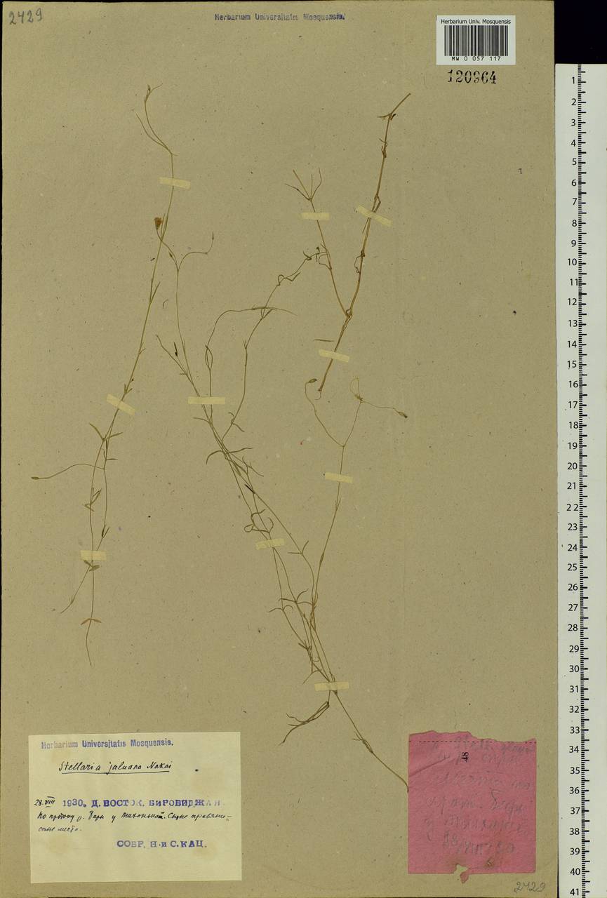 Stellaria filicaulis Makino, Siberia, Russian Far East (S6) (Russia)