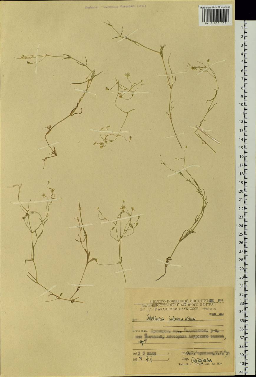 Stellaria filicaulis Makino, Siberia, Russian Far East (S6) (Russia)