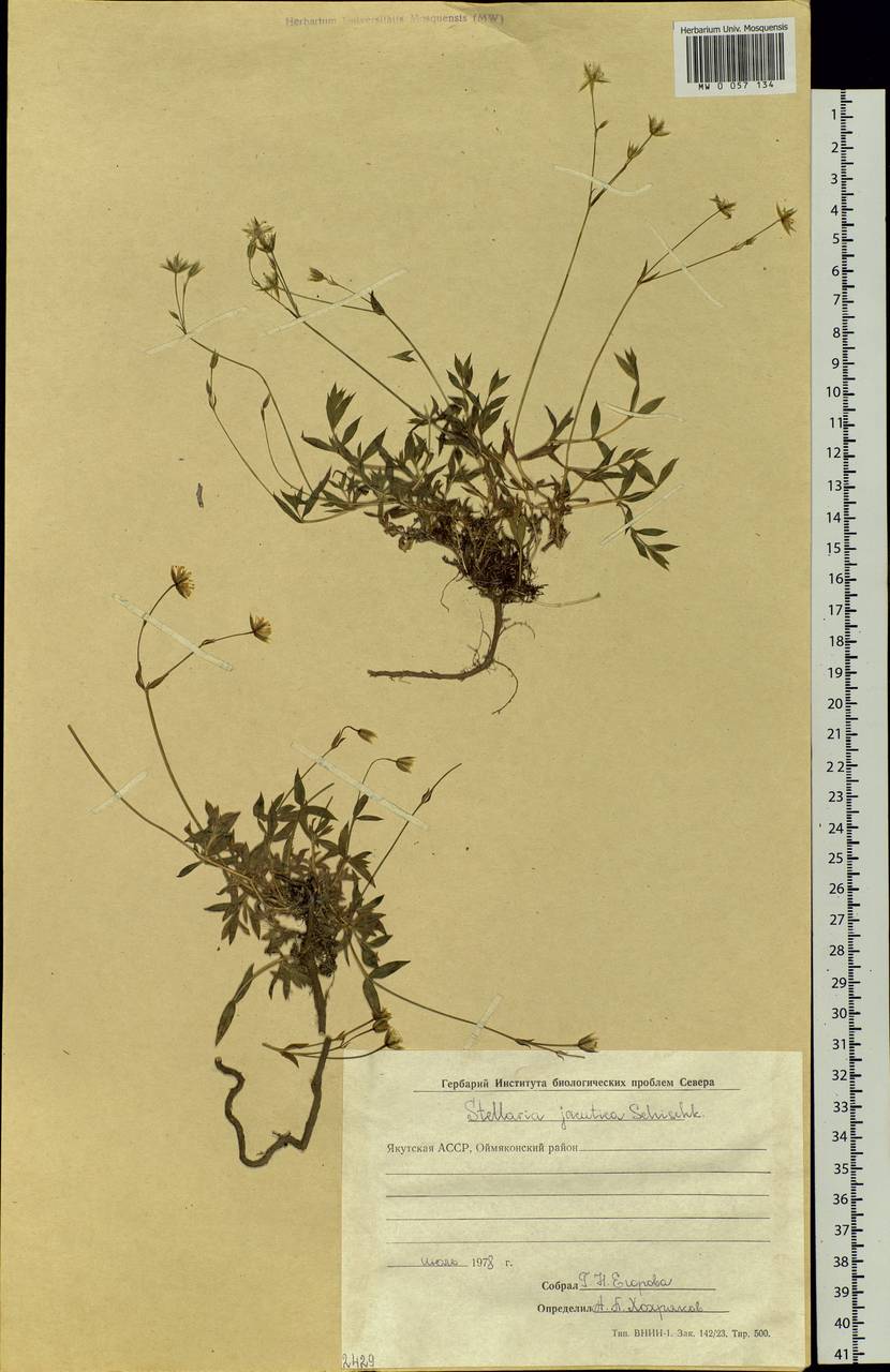 Stellaria jacutica Schischk., Siberia, Yakutia (S5) (Russia)