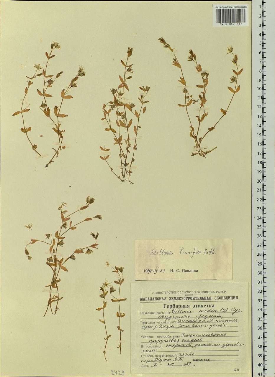 Stellaria humifusa Rottb., Siberia, Chukotka & Kamchatka (S7) (Russia)