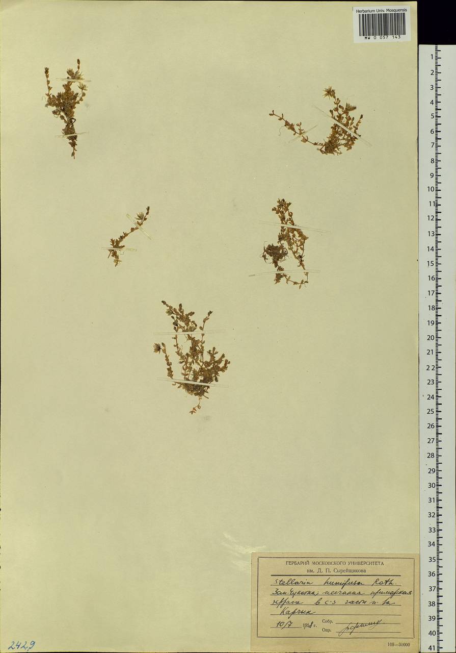 Stellaria humifusa Rottb., Siberia, Chukotka & Kamchatka (S7) (Russia)