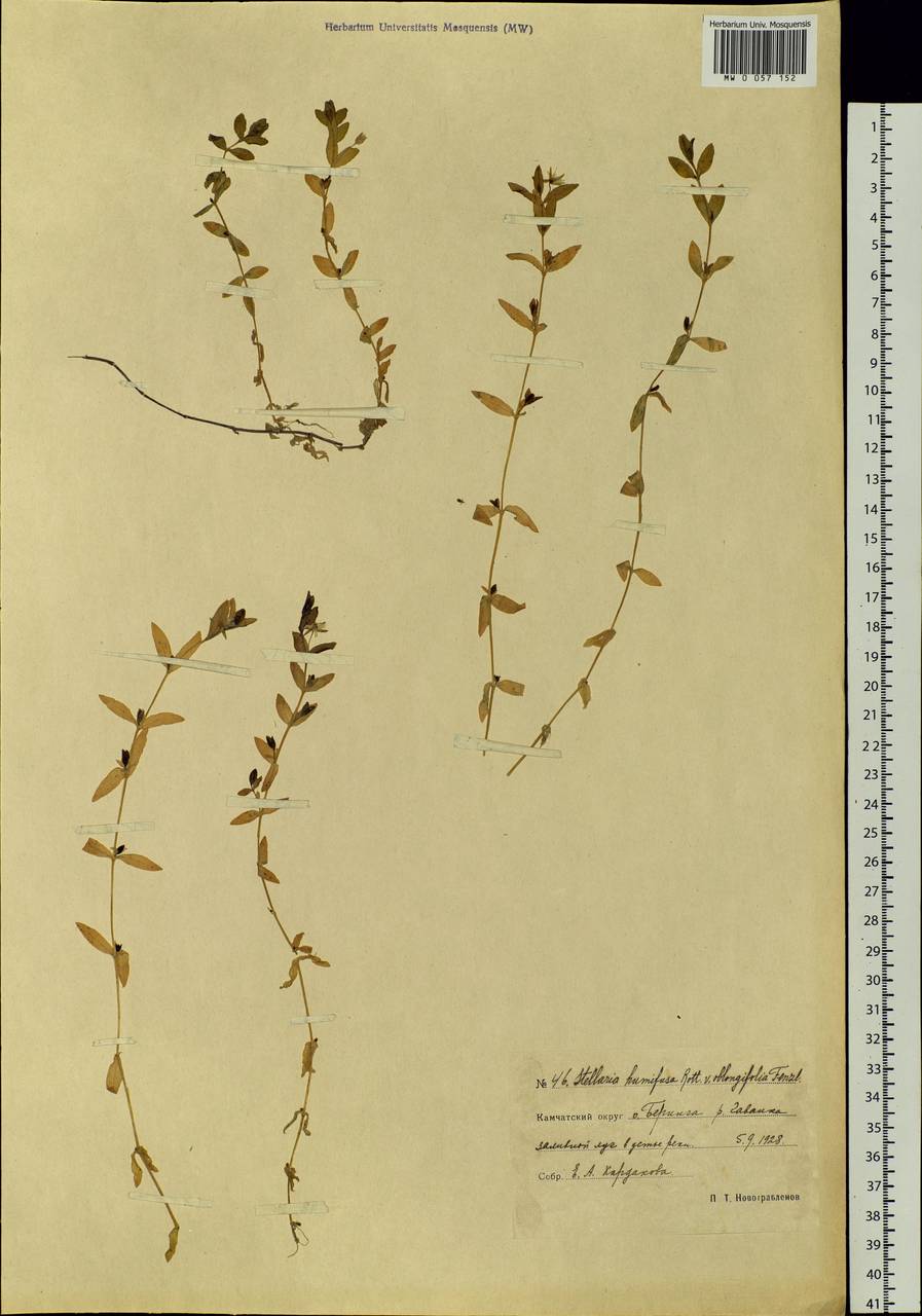 Stellaria humifusa Rottb., Siberia, Chukotka & Kamchatka (S7) (Russia)