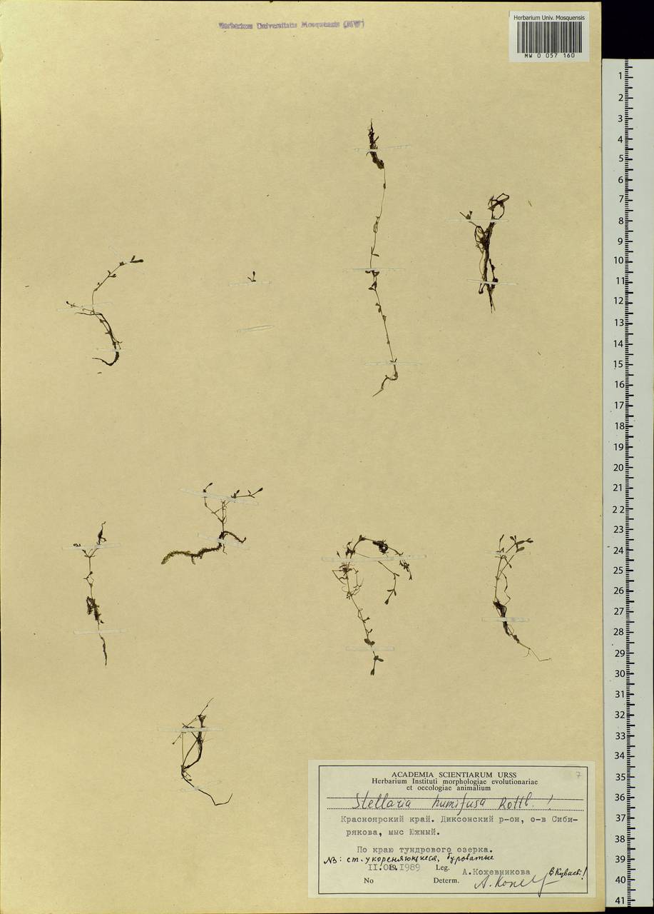 Stellaria humifusa Rottb., Siberia, Central Siberia (S3) (Russia)