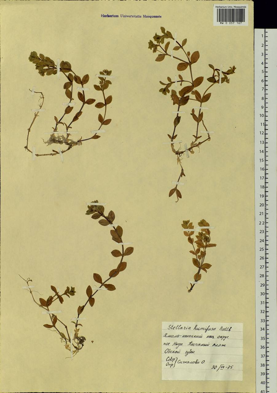 Stellaria humifusa Rottb., Siberia, Western Siberia (S1) (Russia)