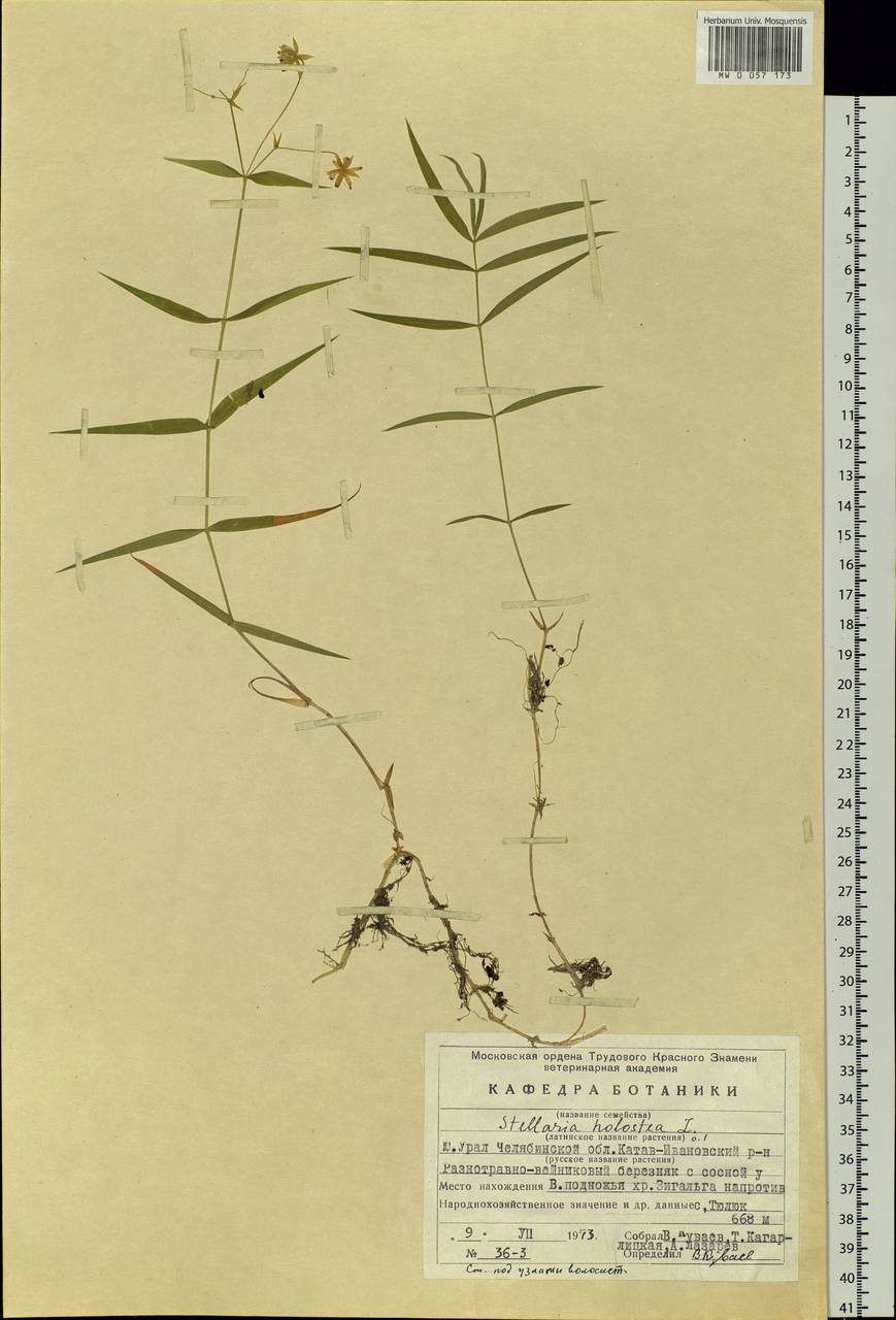 Rabelera holostea (L.) M. T. Sharples & E. A. Tripp, Eastern Europe, Eastern region (E10) (Russia)